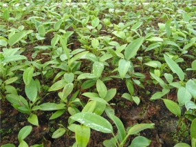 钦州土茯苓的种植方法